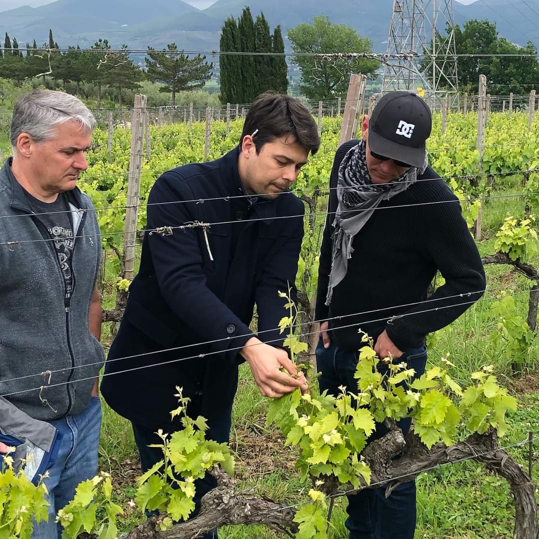 自然と調和したこだわりワイン造り|Romanelli