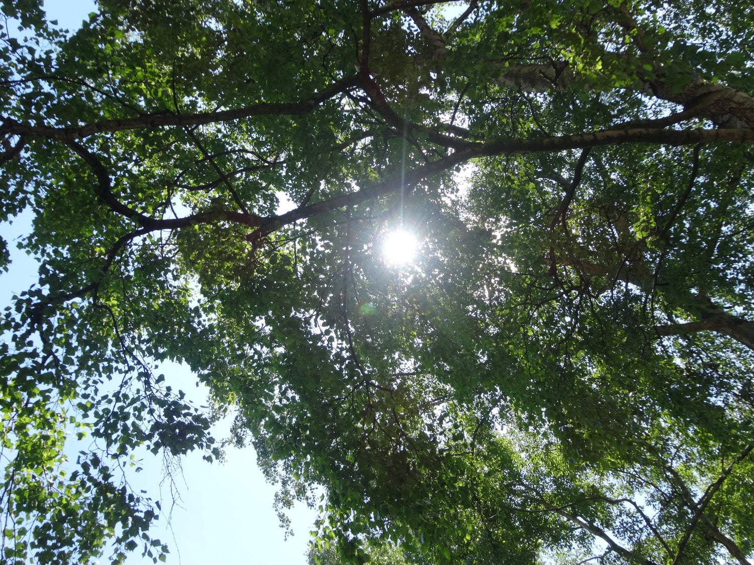 太陽を楽しんで